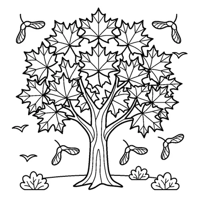 A maple tree with wide star-shaped leaves and seeds spinning down